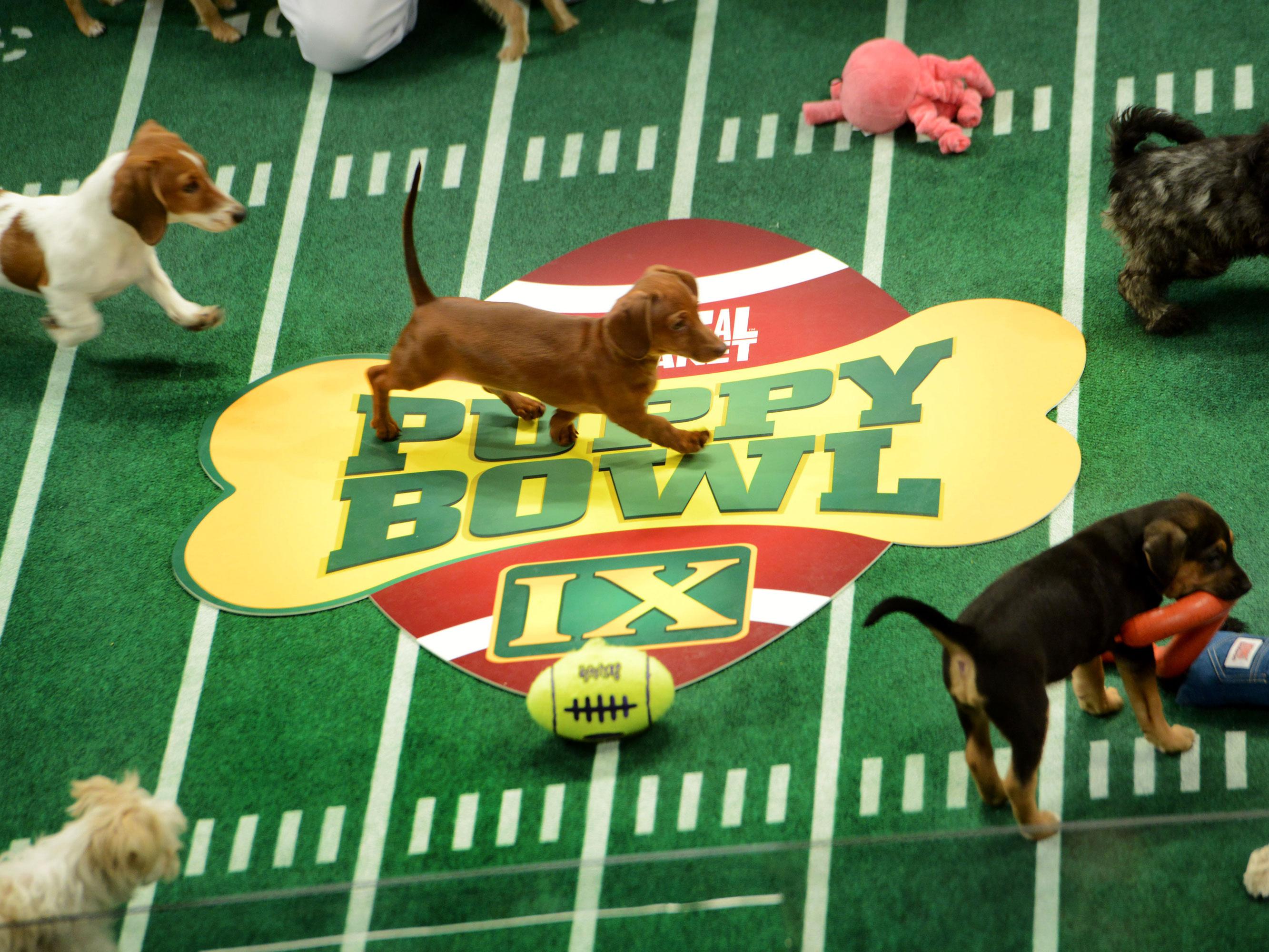 Ok_2113_puppy_bowl.jpg