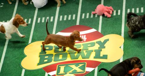 Ok_2113_puppy_bowl.jpg
