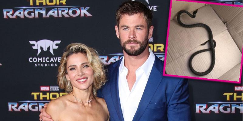 chris hemsworth wife elsa pataky removes snake Australia home pp