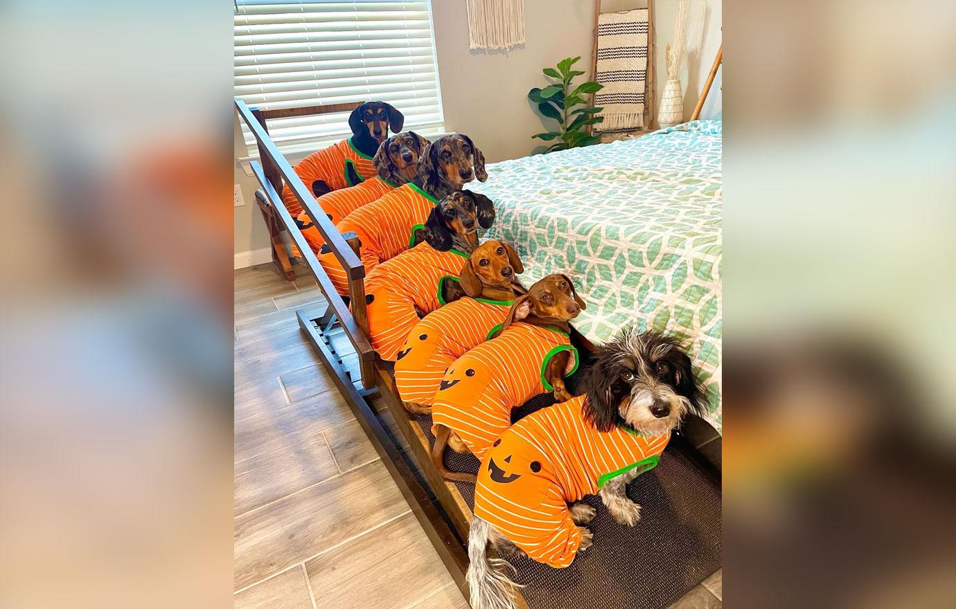 woman spends thousands building sausage dog family with seven dachshunds ok