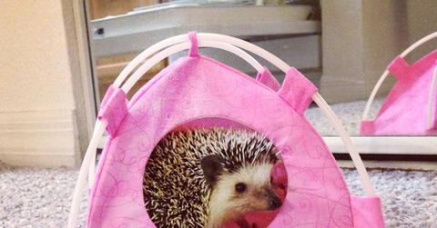 Photo credit: Reddit