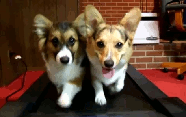 Corgis