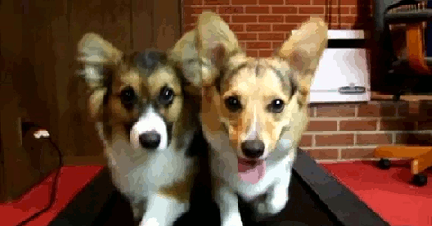 Corgis