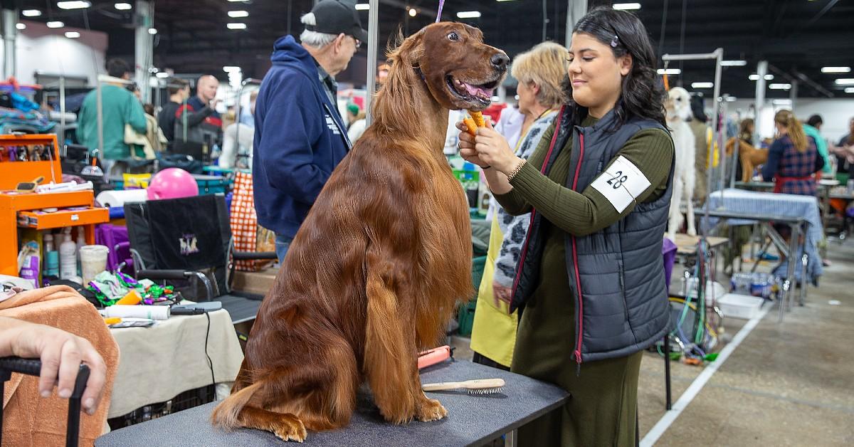 image of John O'Hurley loves walking around and seeing the dogs.