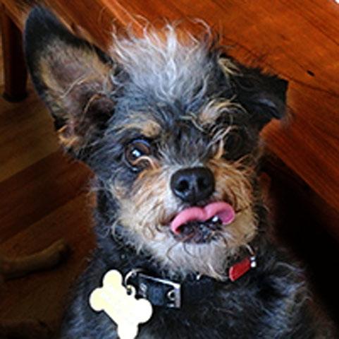 Worlds_ugliest_dog_competition_12_ _1.jpg