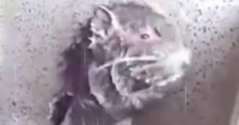 rat showering video pp