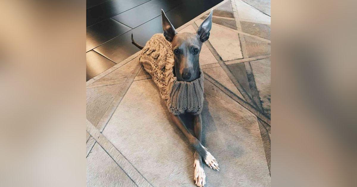 Image of Kylie Jenner's dog just passed away.