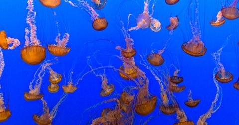 GettyImages 564098001