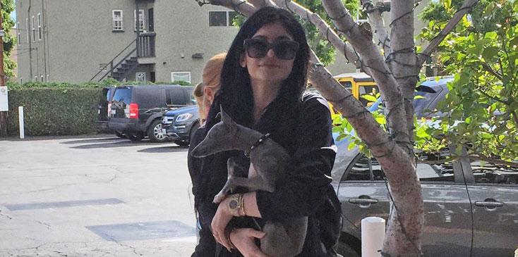 Kylie Jenner Locks Dogs Up House Hr 