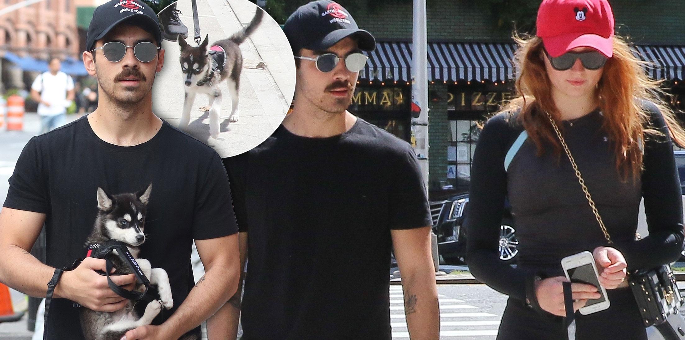 Joe Jonas Sophie Turner cute new puppy