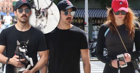 Joe Jonas Sophie Turner cute new puppy