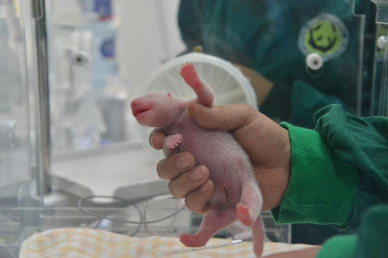 Thai born Giant Panda Lin Bing Gives Birth To Twins In Chengdu