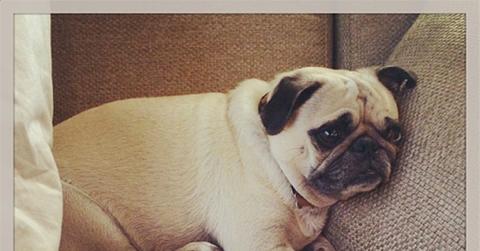 Leonard – Robin Williams