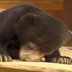 Animal_teaser.jpg