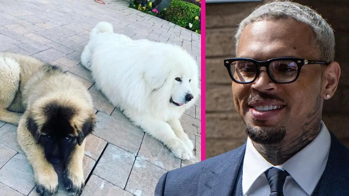 composite photo of Chris Brown and his dogs