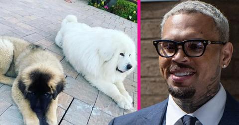 composite photo of Chris Brown and his dogs