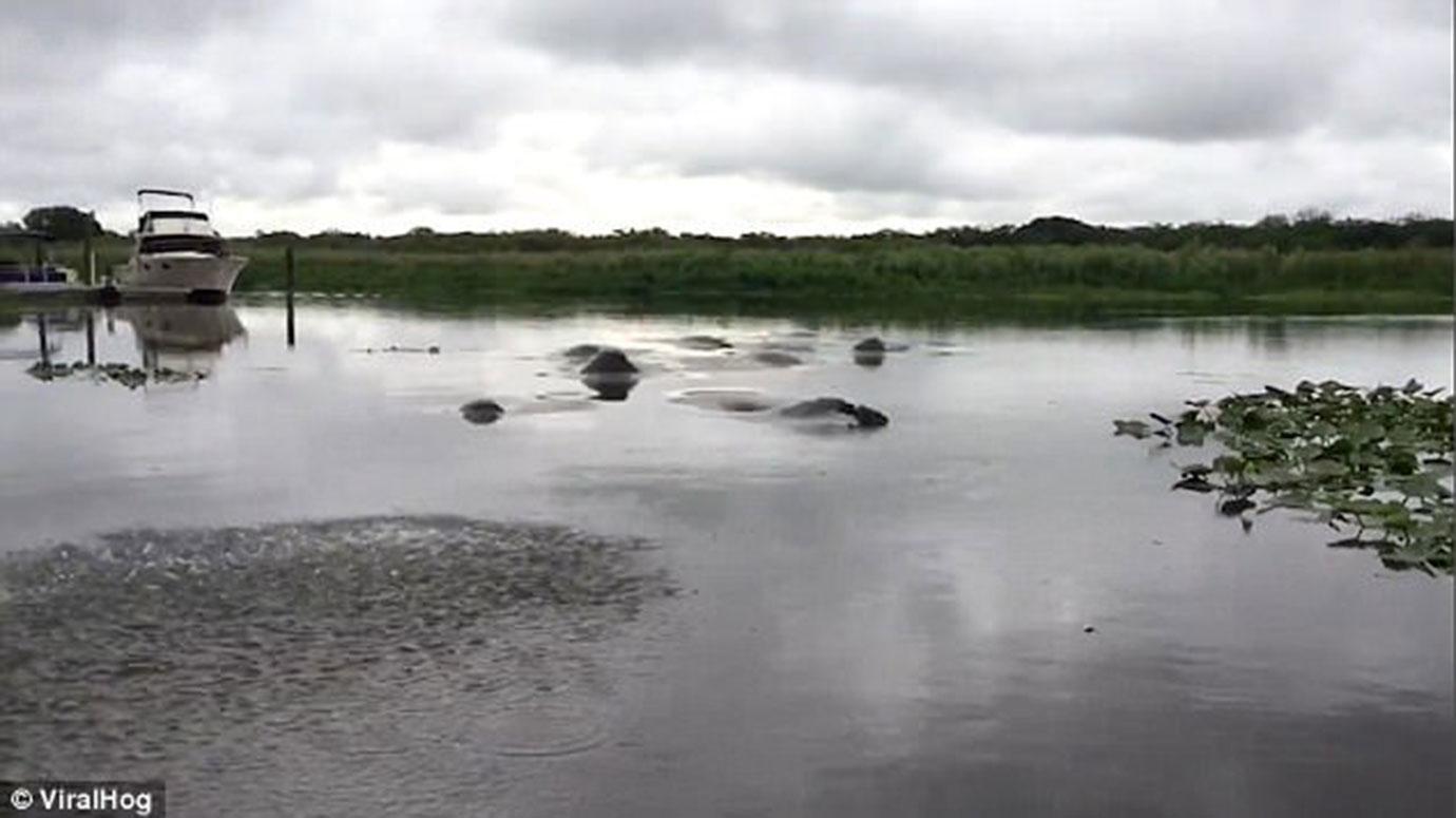 Florida man tortures manatees 1