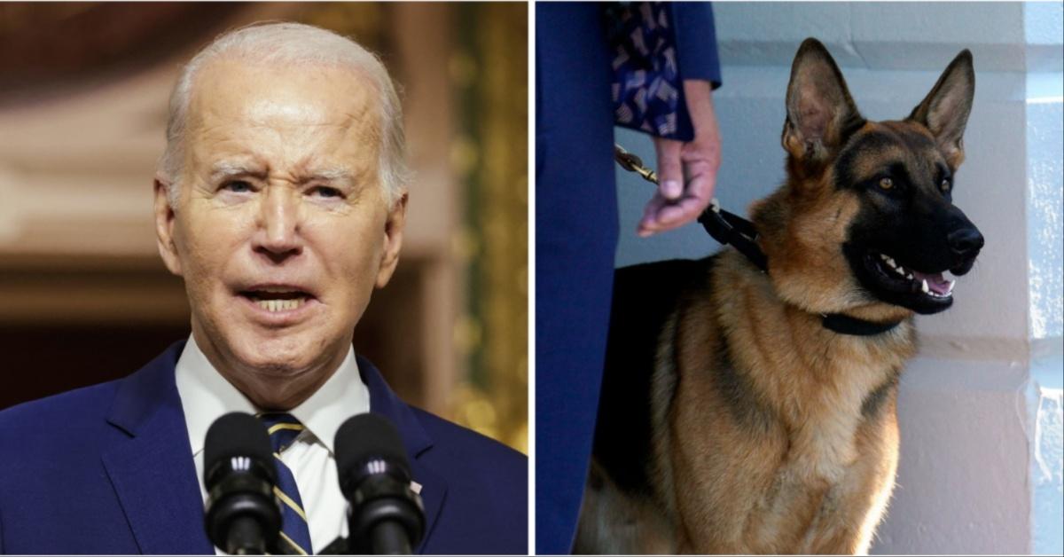 https://media.okmagazine.com/brand-img/2bqvgL6OH/0x0/joe-bidens-dog-sends-secret-service-agent-hospital-bites-6-people-1690313600228.jpg