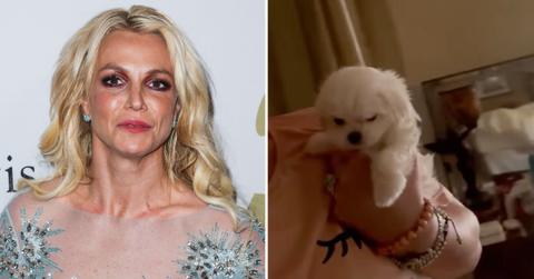 britney spears slammed peta buying new puppy