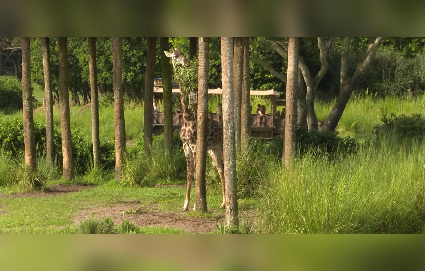 Baby aella giraffe born disney animal kingdom 5