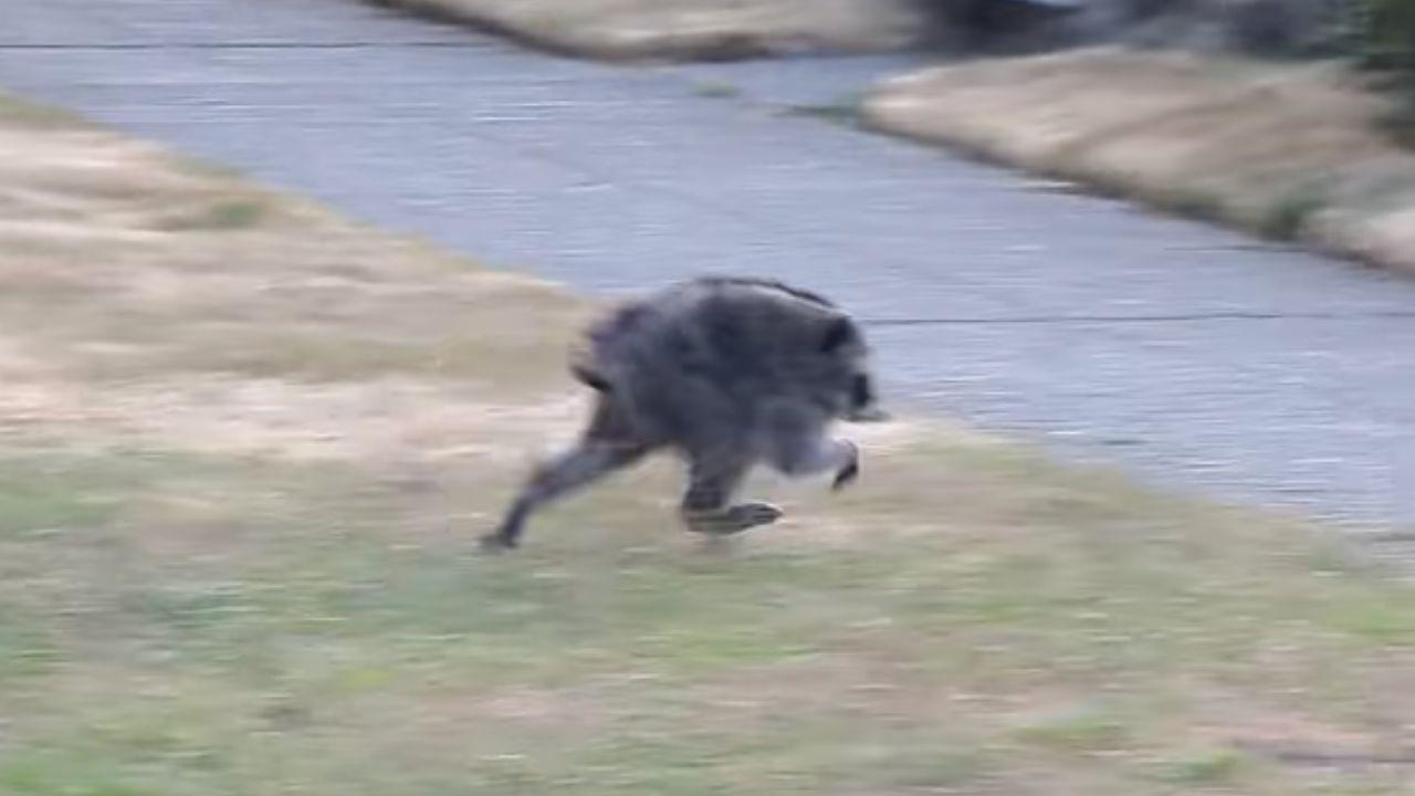 Image of Wildlife experts explained the raccoon likely had short spine syndrome.