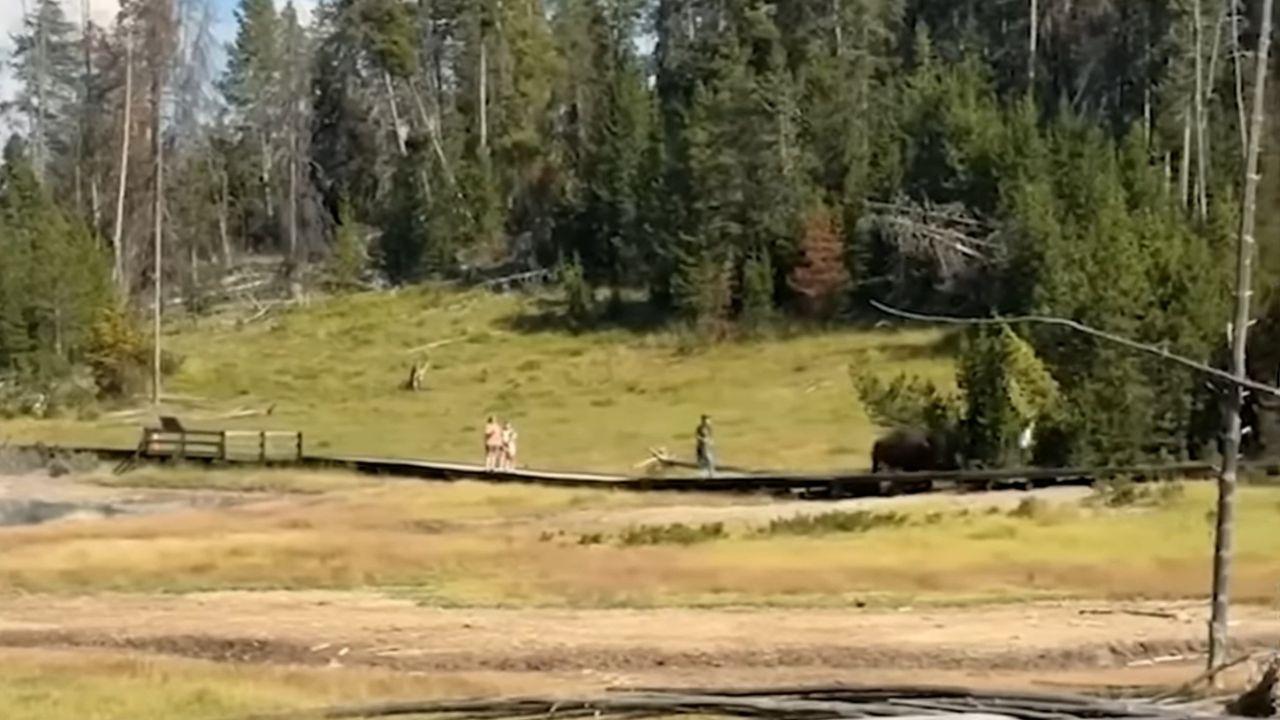 Image of People slammed the child's parents online for letting him get so close to the wild animal.