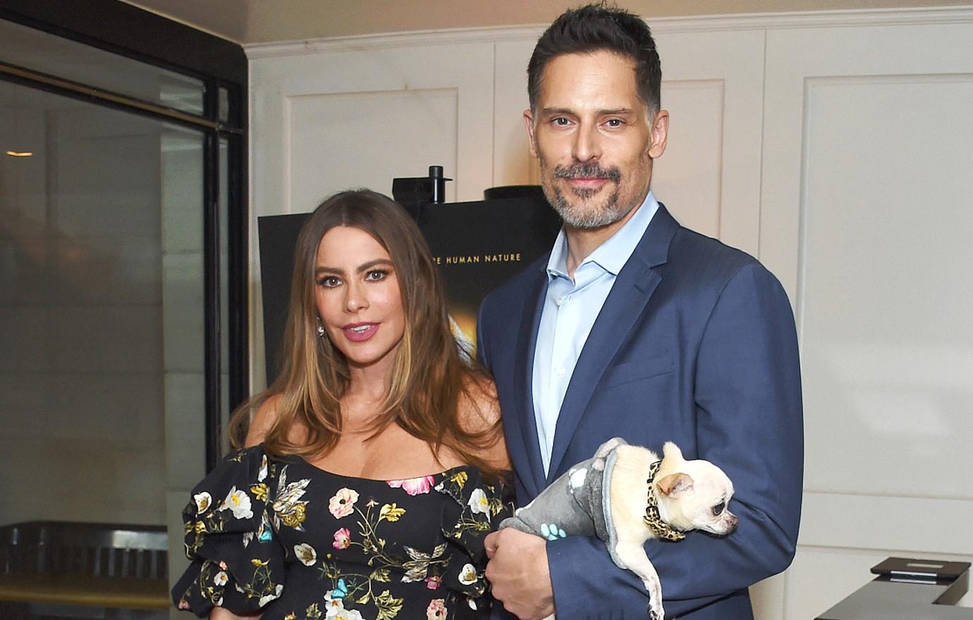 sofia vergara furious joe new girlfriend cuddling dog