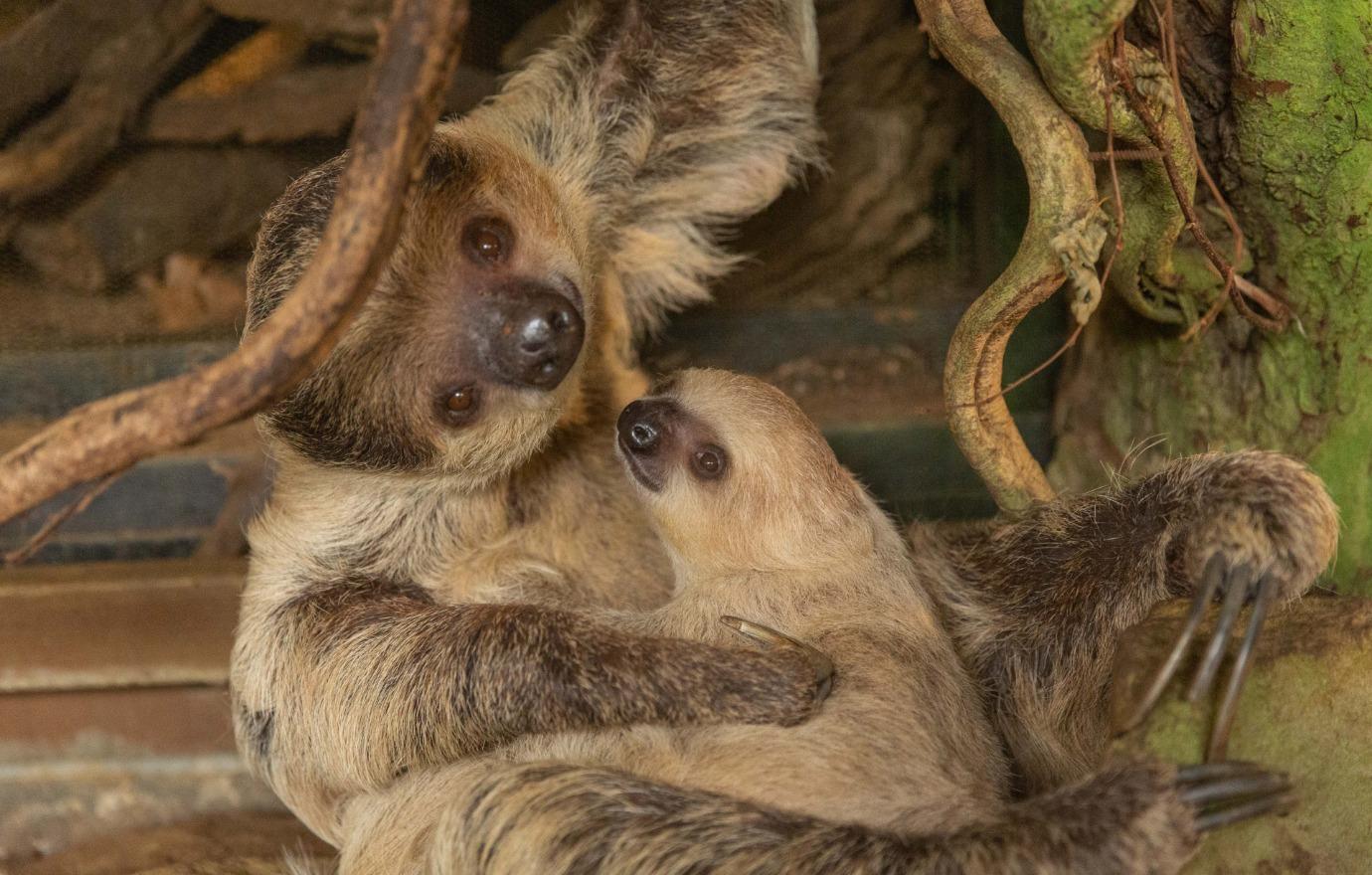 baby sloth shares adorable moment mom zoo