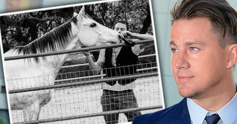Channing tatum adopting horse