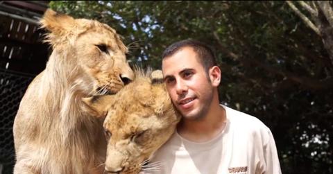 Lions cuddle trainer screenshot