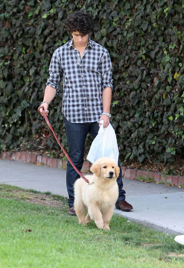 Joe Jonas Dog Elvis