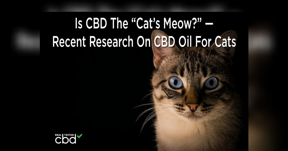 Is CBD The ‘Cat’s Meow?’ — Recent Research On CBD Oil For Cats