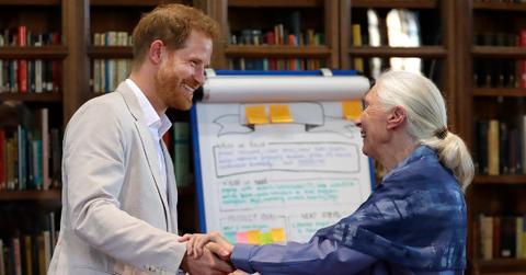 harry janegoodall pp