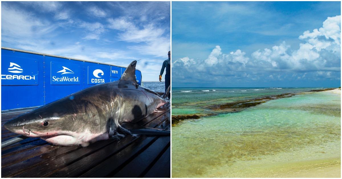 Shark Kills Tourist In Caribbean