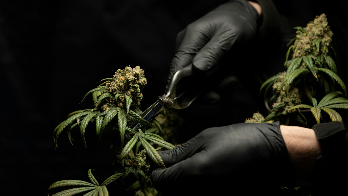 how americans are getting medical marijuana cards without leaving home