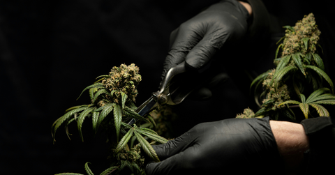 how americans are getting medical marijuana cards without leaving home