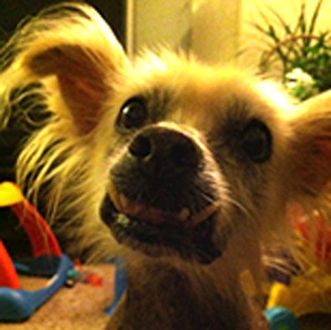 Worlds_ugliest_dog_competition_14_ _1.jpg