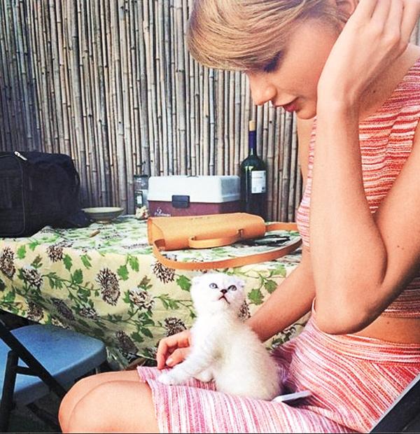 Taylor swift kitten