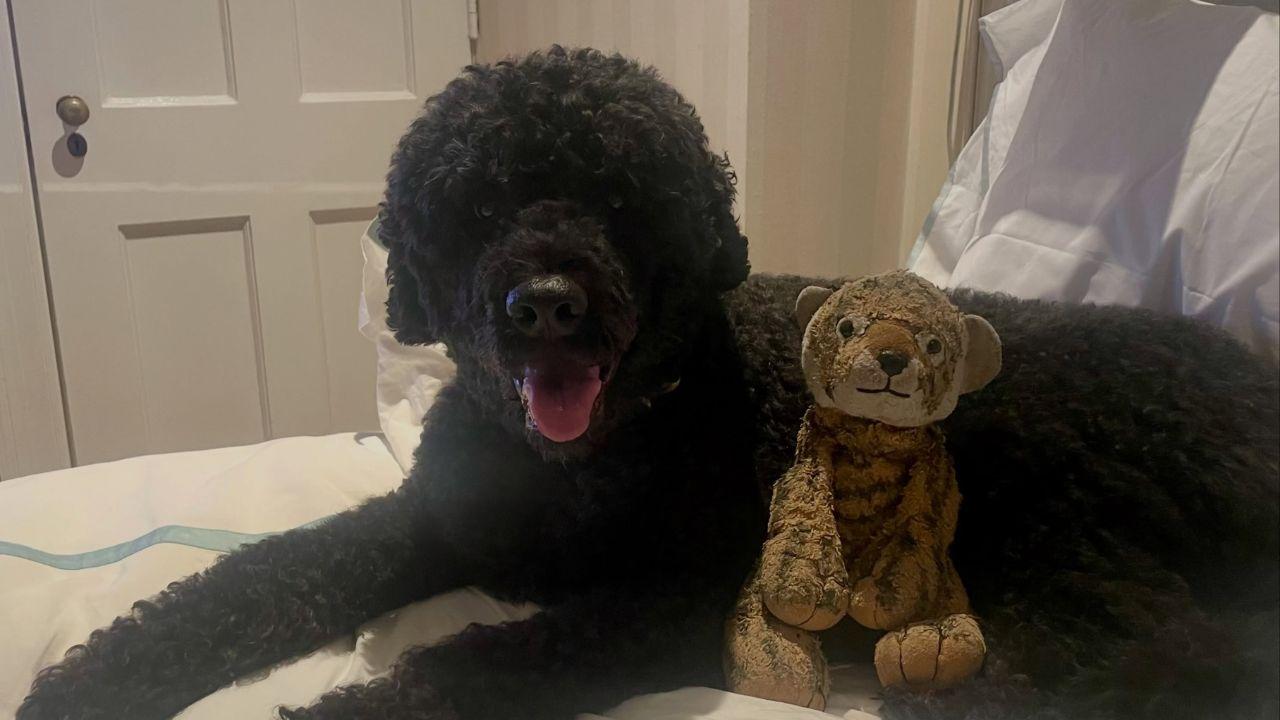 image of Barack and Michelle Obama dog