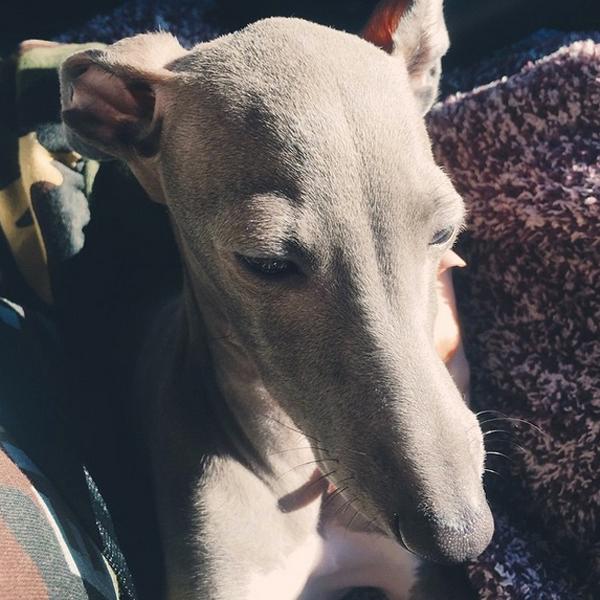 Kylie jenner italian greyhound