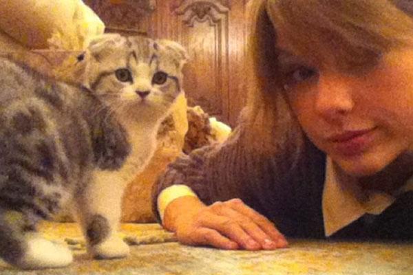 Taylor Swift Cat Merident