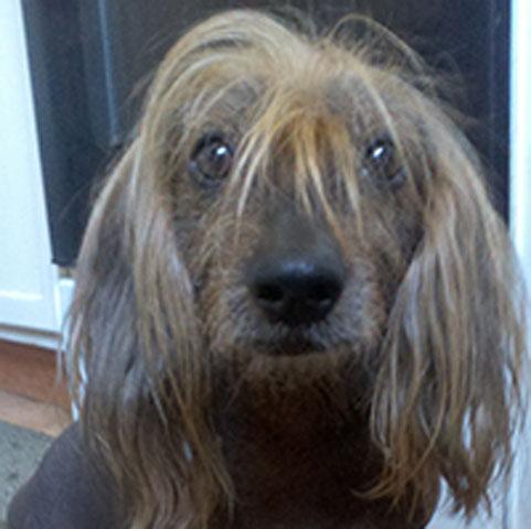 Worlds_ugliest_dog_competition_9_ _1.jpg