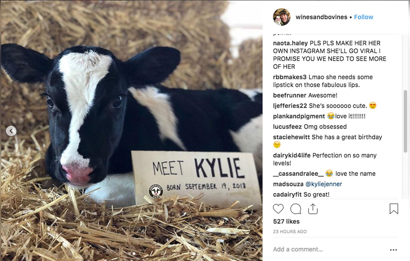 Kylie Cow 3