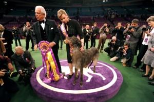 2011__02__Scottish_Deerhound_Feb16_5645 300×199.jpg