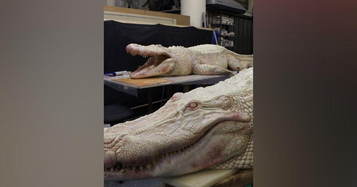 kim kardashian over the top albino alligator