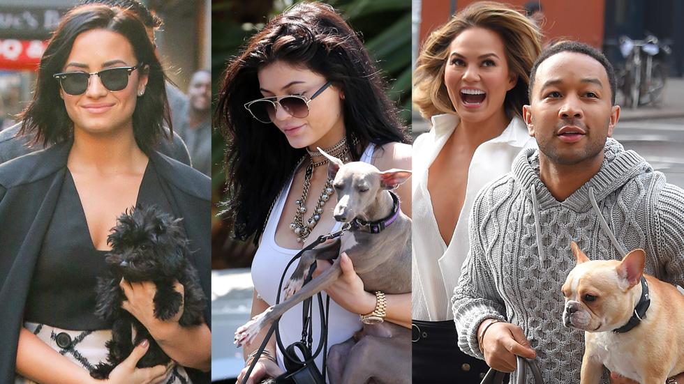 Celebrity Animal Lovers