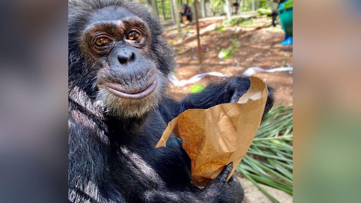 michael jackson bubbles chimpanzee relationship everything to know