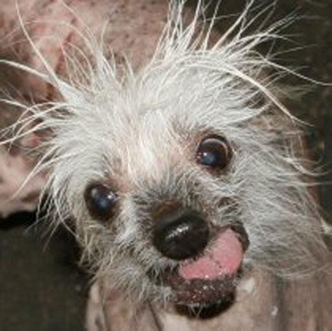 Worlds_ugliest_dog_competition_6_ _1.jpg