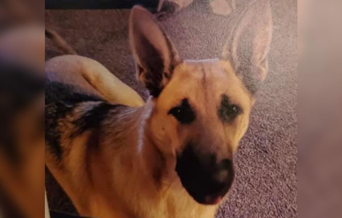 missing indiana teen jacob cole mccarty dog german shepherd found dead do not currently suspect foul play