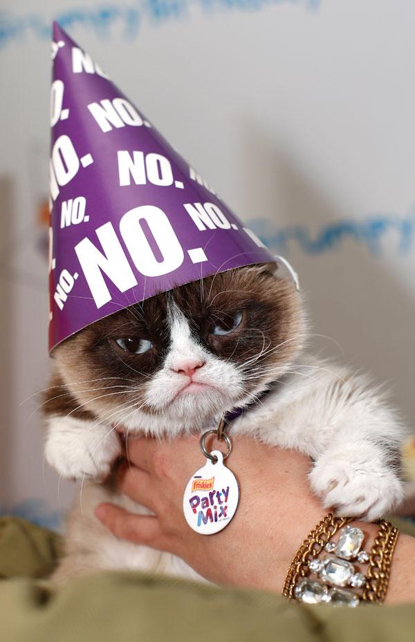 Grumpy cat